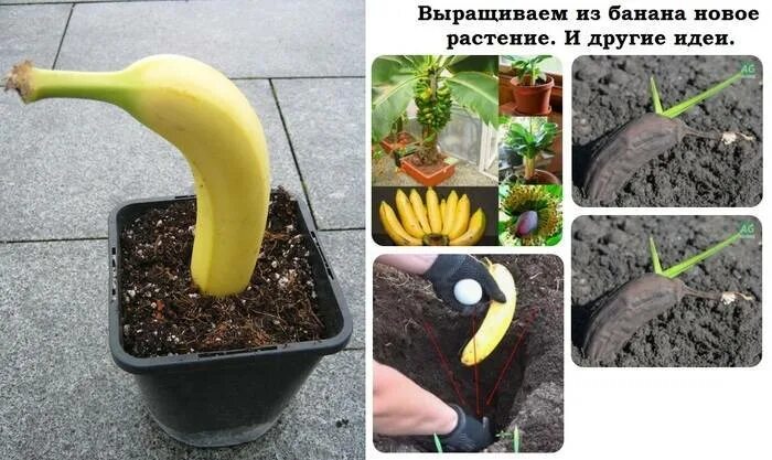 Росток банана из косточки. Банан из семян в домашних. Банановое дерево из семян. Как посадить банан. Вырастить банан из покупного банана
