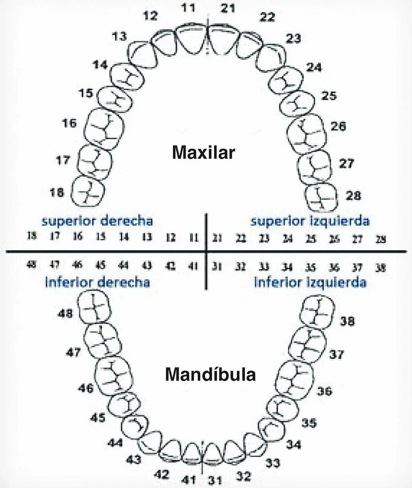Нумерация зубов в стоматологии схема у взрослых. Схема зубов человека с нумерацией стоматологии. Нумерация зубов у стоматолога схема. Нумерация зубов во рту человека схема.