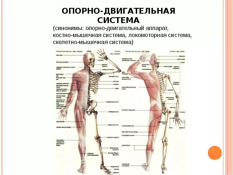 К нарушениям опорно двигательного аппарата относят. Опорно-двигательная система человека. Опорно-двигательная система человека строение. Строение опорно-двигательного аппарата человека. Схема опорно двигательной системы человека.