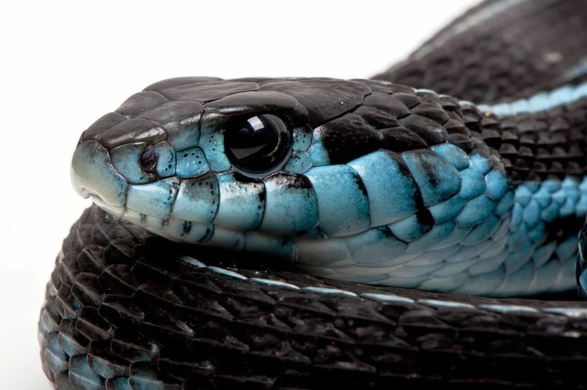 Про синюю змею. Голубая куфия змея. Голубая куфия гадюка. Куфия змея маленькая. Островная куфия голубая.