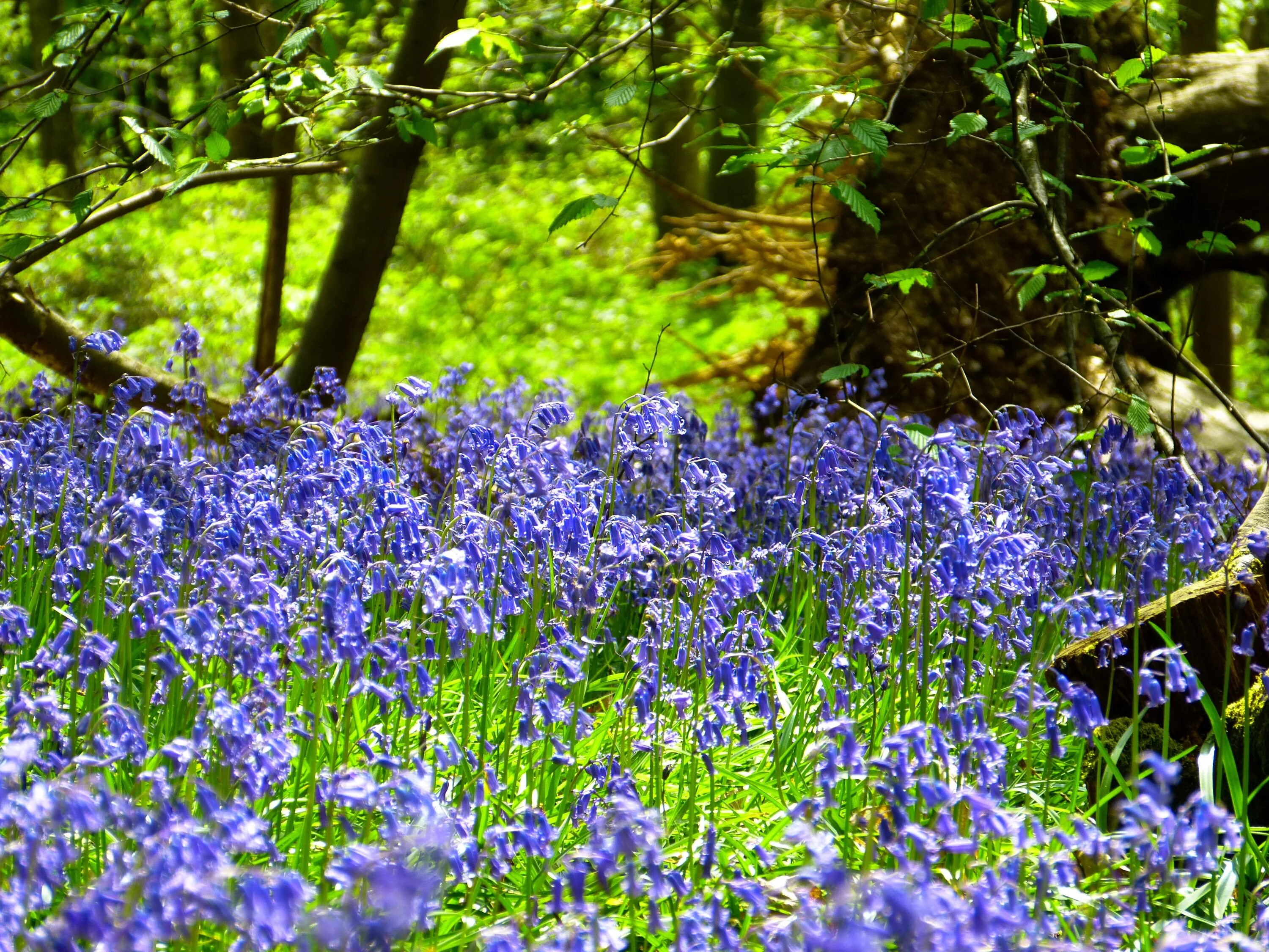 Какие растения сейчас цветут. Журавинка Лесные цветы. Гиацинтоидес (hyacinthoides) non-scripta Blue. Блюбелл Флори. Синие Лесные цветы.