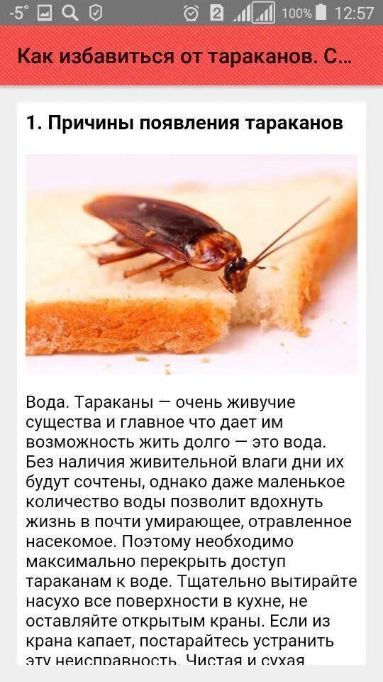 Можно ли избавиться от тараканов. Избавление от тараканов в квартире. как избавиться от тараканов навсегда. как избавиться от тараканов. какизбавитсяоттараканов.