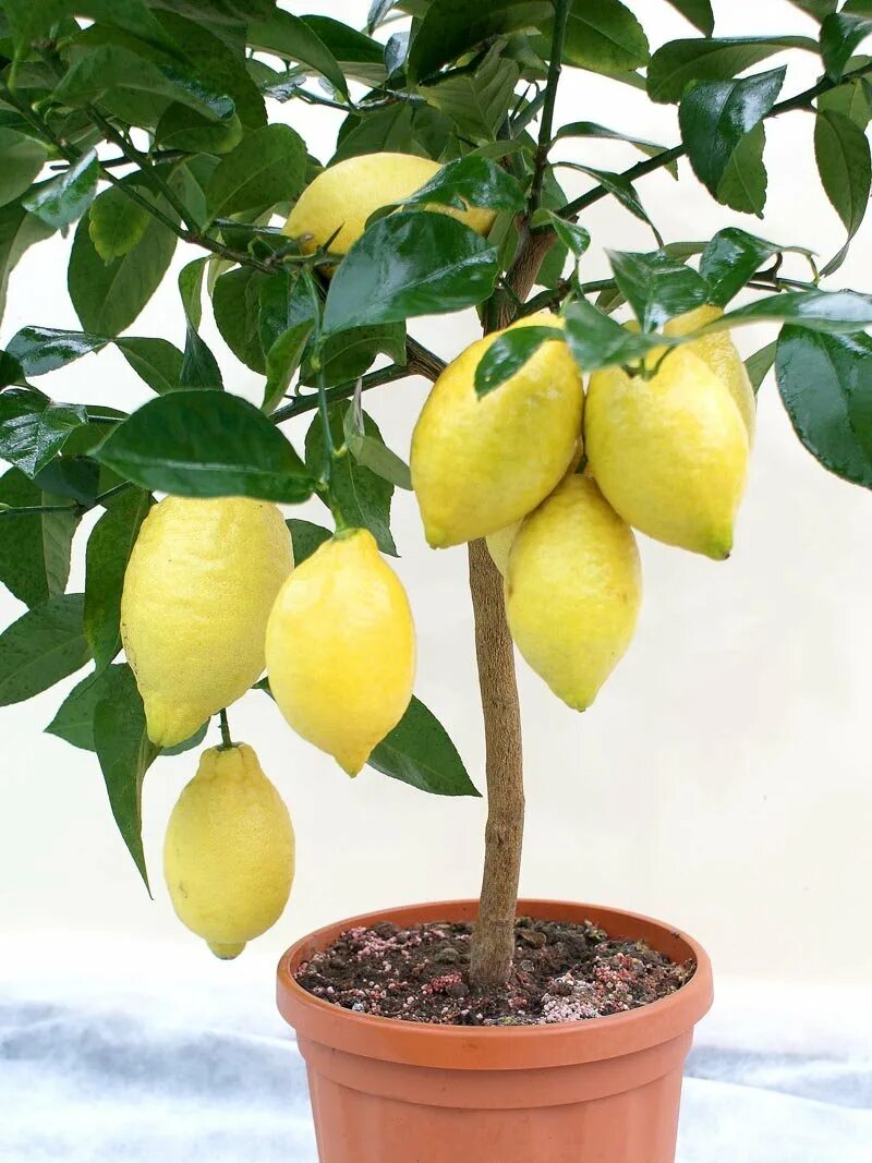 Сколько домашний лимон. Лимон Флорентино. Лимонное дерево с лимонами. Лимон плодоносящий комнатный. Лимон Флорентина комнатный.