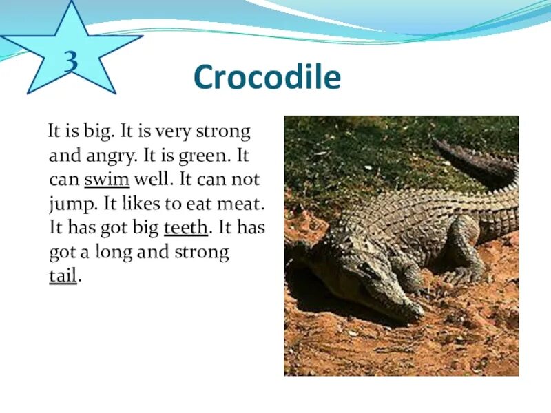 A crocodile is longer than a. Кан крокодил. can крокодайл. crocodile can swim fast. crocodiles it или they.