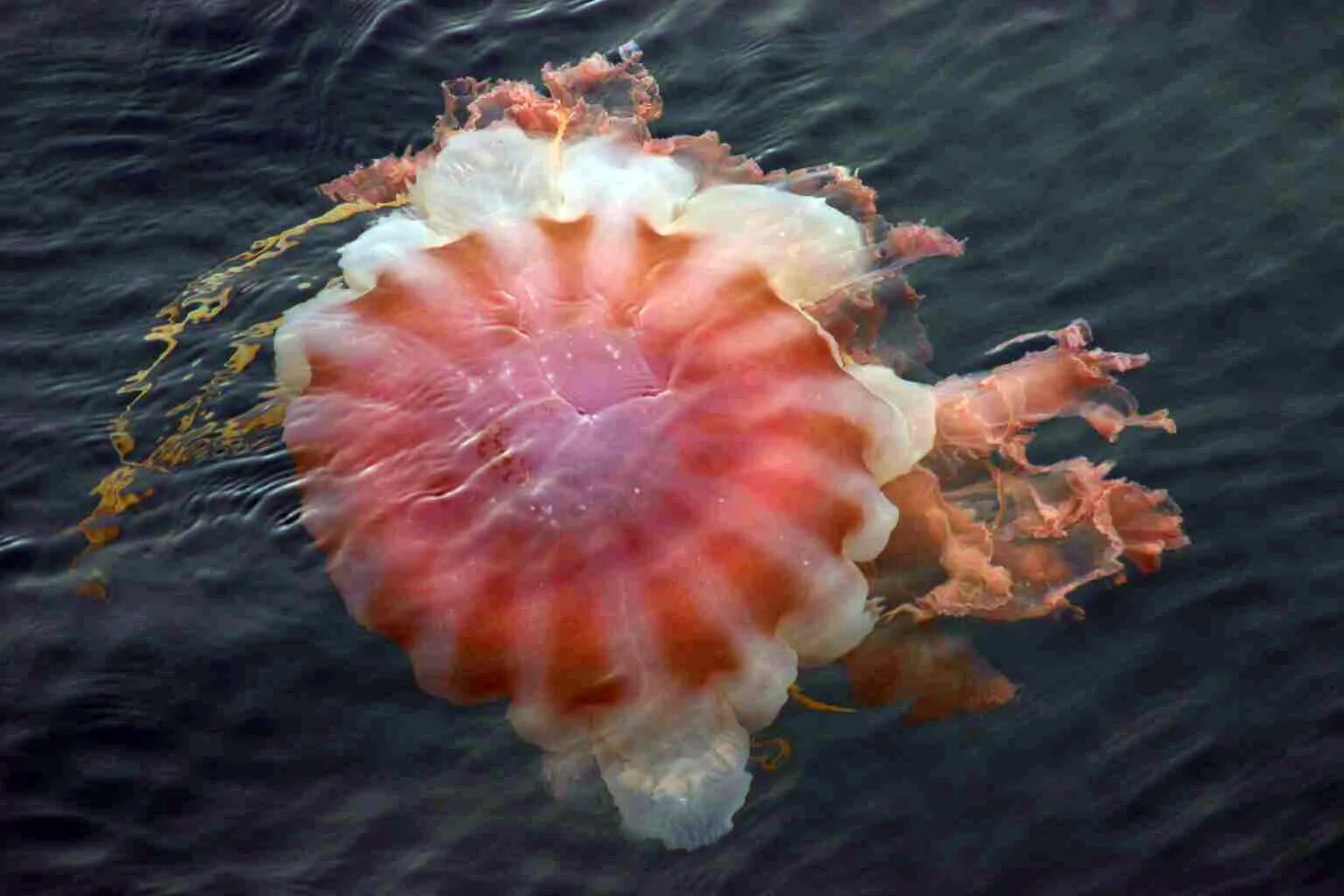 Арктическая медуза цианея. Медуза волосистая цианея. Медуза цианея гигантская. Полярная медуза цианея.