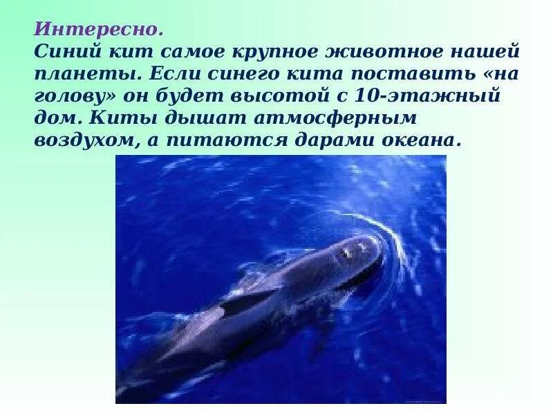 Чем дышит кит. Как дышит кит. Дыхание китообразных. Кит это рыба или млекопитающее. Как дышит кит.