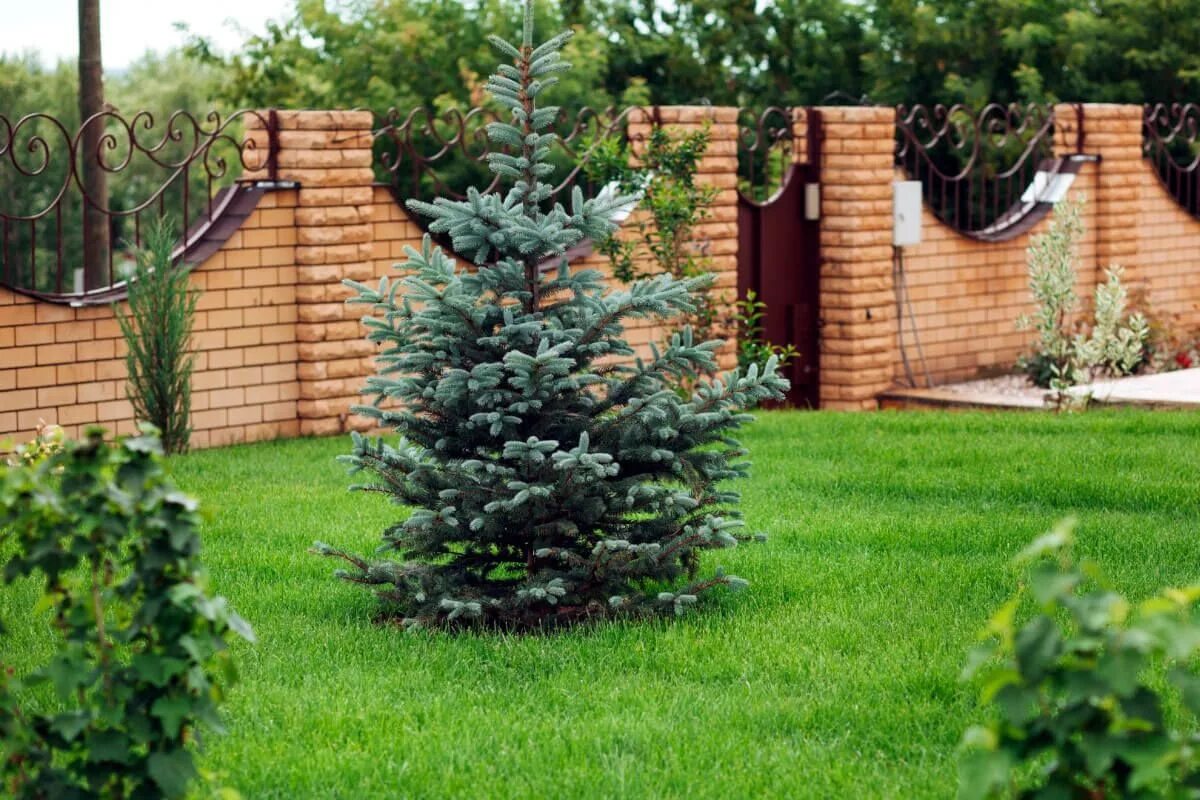 Можно сажать елку во дворе