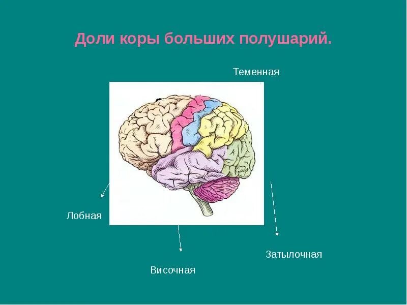 Доли коры больших полушарий. Доли больших полушарий головного мозга. Затылочная зона коры больших полушарий. Доли коры большого полушария.