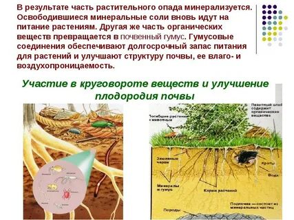 Средообразующая роль организмов