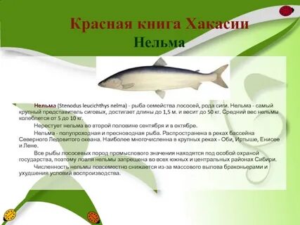 Нельма краснокнижная