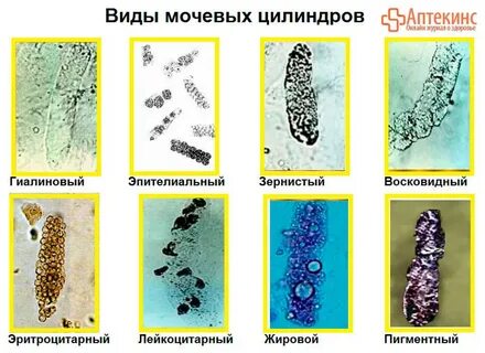 Почечный цилиндр