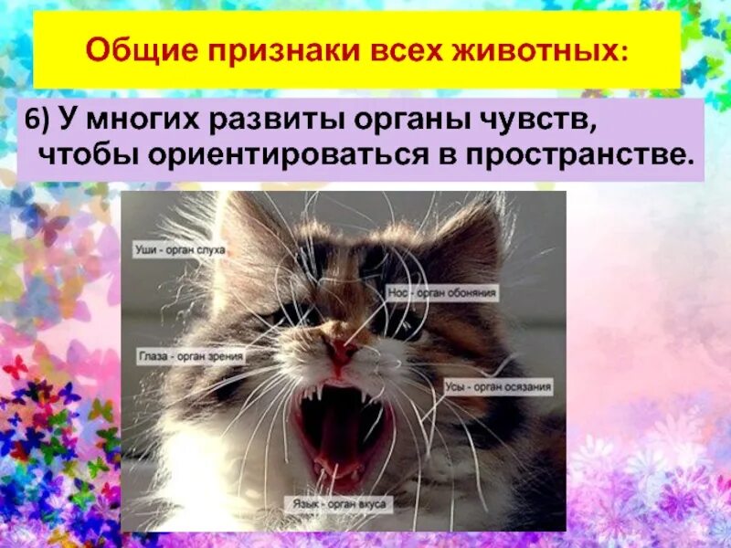 Какие органы чувств животных. Органы чувств животных. какие органы чувств у животных. органы чувств животных презентация. развитые органы чувств у животных.