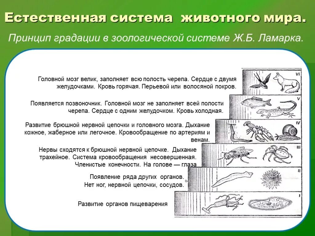 Историческое развитие живой природы признак. Закономерности развития живой природы. Основные критерии живых организмов. Развитие живых организмов. Процесс длительного исторического развития.
