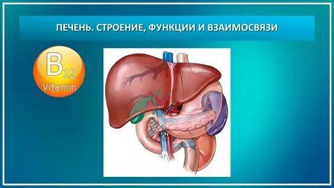Видео про печень