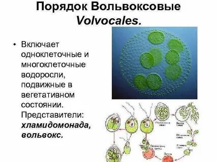 Порядок водорослей