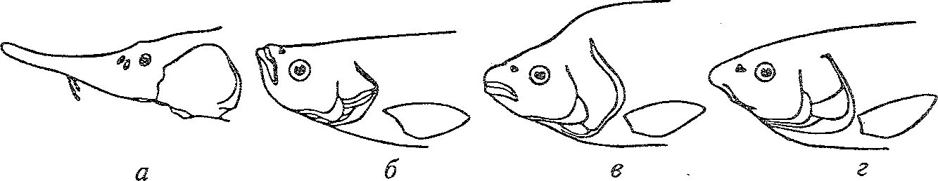 Какой рот у рыб. Формы рта рыб. Форма головы рыб. Типы рта у рыб. Рыбная голова.