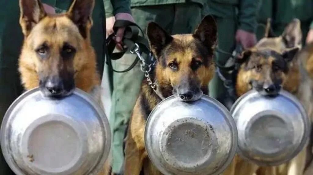 Миска для собак. Очередь собак. Очередь собак. Очередь собак. Очередь собак.