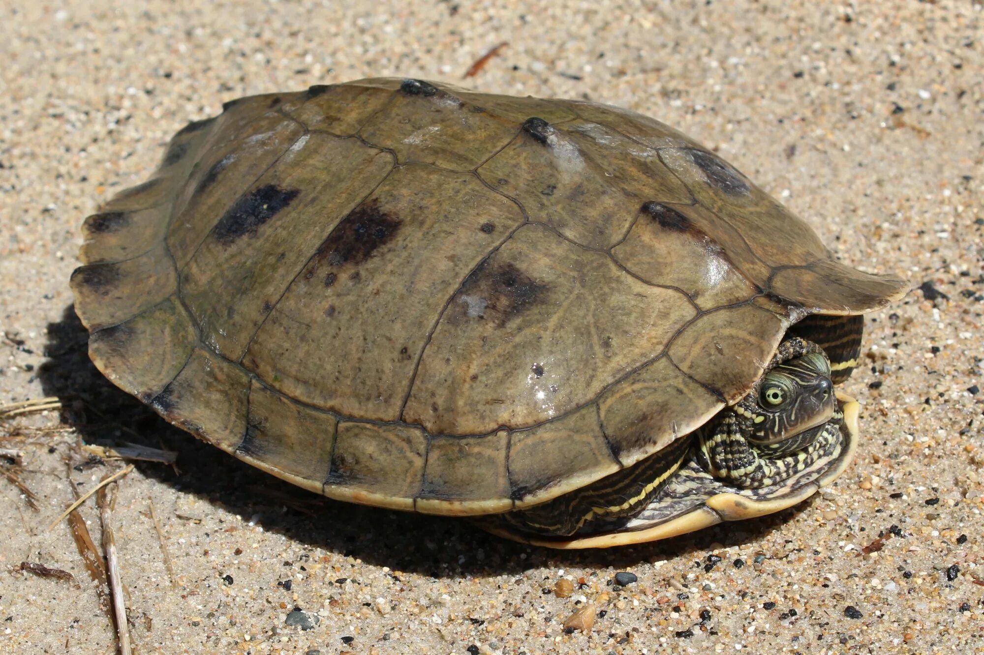 T turtle. Graptemys pseudogeographica. Обыкновенная мускусная черепаха. Пилоносная черепаха. Змеиношеие черепахи.