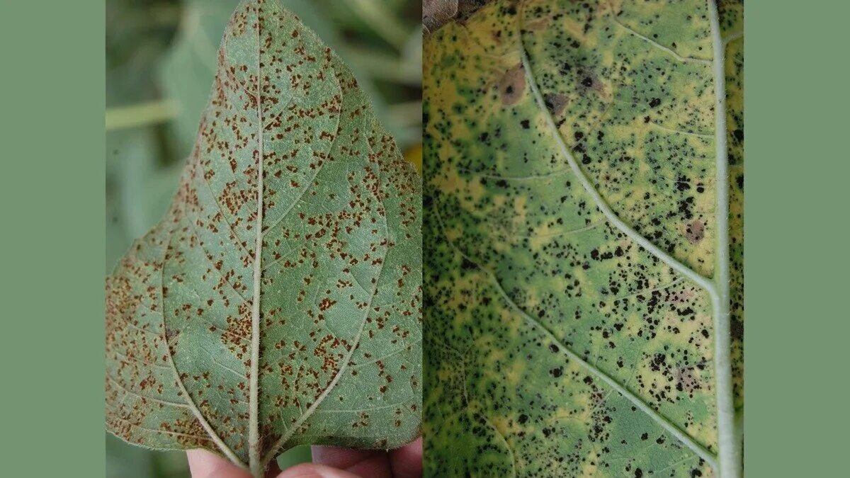 Ржавчина меры борьбы. Ржавчина подсолнечника (Puccinia Helianthi). Болезни подсолнечника фомопсис. Бурая пятнистость подсолнечника. Фомопсис подсолнечника меры борьбы.