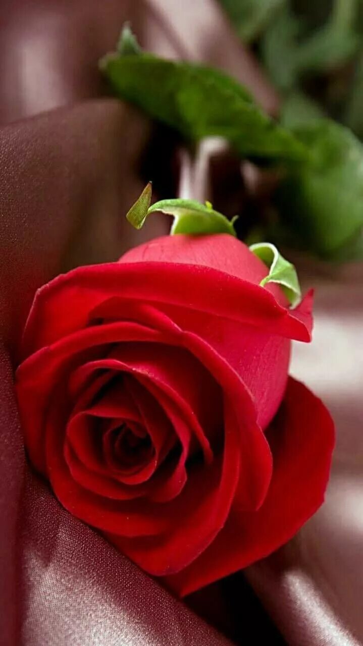 Красные розы. Good morning! red roses. The best roses. Розы обои. Розочки розовые.