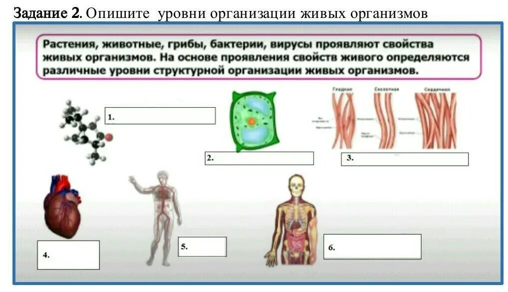 Уровни организации организма схема. Клетка уровни организации организма человека. Уровни организации человека. Основные уровни организации организма. Уровень организации тела