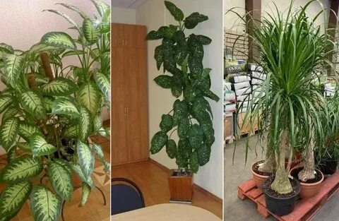 Виды комнатных растений и уход за ними