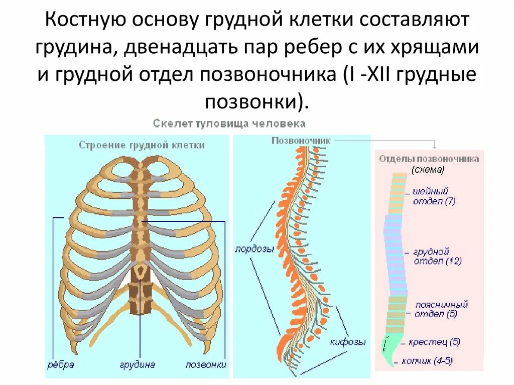 Скелет туловища отделы позвоночника. Схема отдела скелета туловища. Строение скелета туловища человека анатомия. Скелет туловища человека грудная клетка.