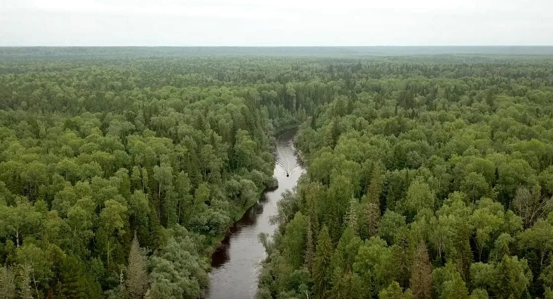 Юганский заповедник тип растительности