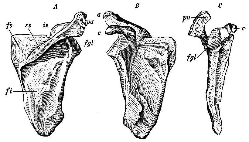 Кости лопатки анатомия. Лопатка анатомия человека Синельников. Scapula анатомия.