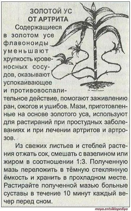 Рецепт ус. Золотой ус растение. золотой ус лекарственное растение. золотой ус отвар. растение золотой ус рецепты.