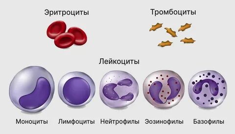 Моноциты лейкоциты это что