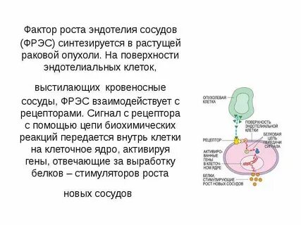 Фактор роста открытие