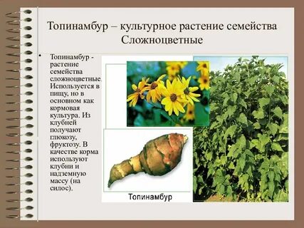Топинамбур для чего