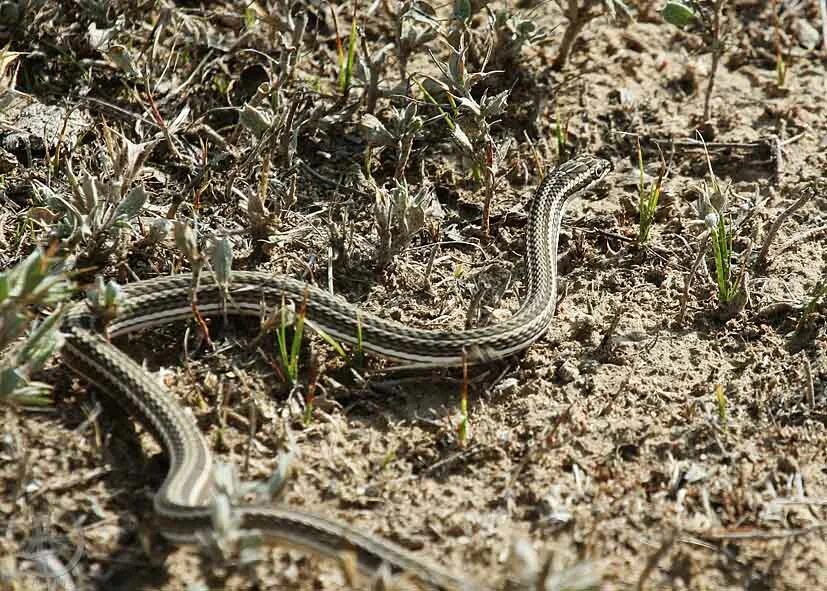 Змея стрела. Psammophis lineolatus. Среднеазиатские змея стрела. Змея стрела Кавказская. Змея стрелка на Кавказе.