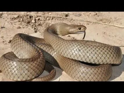 Мен ақша үшін сенің иығыңды жұлып аламын