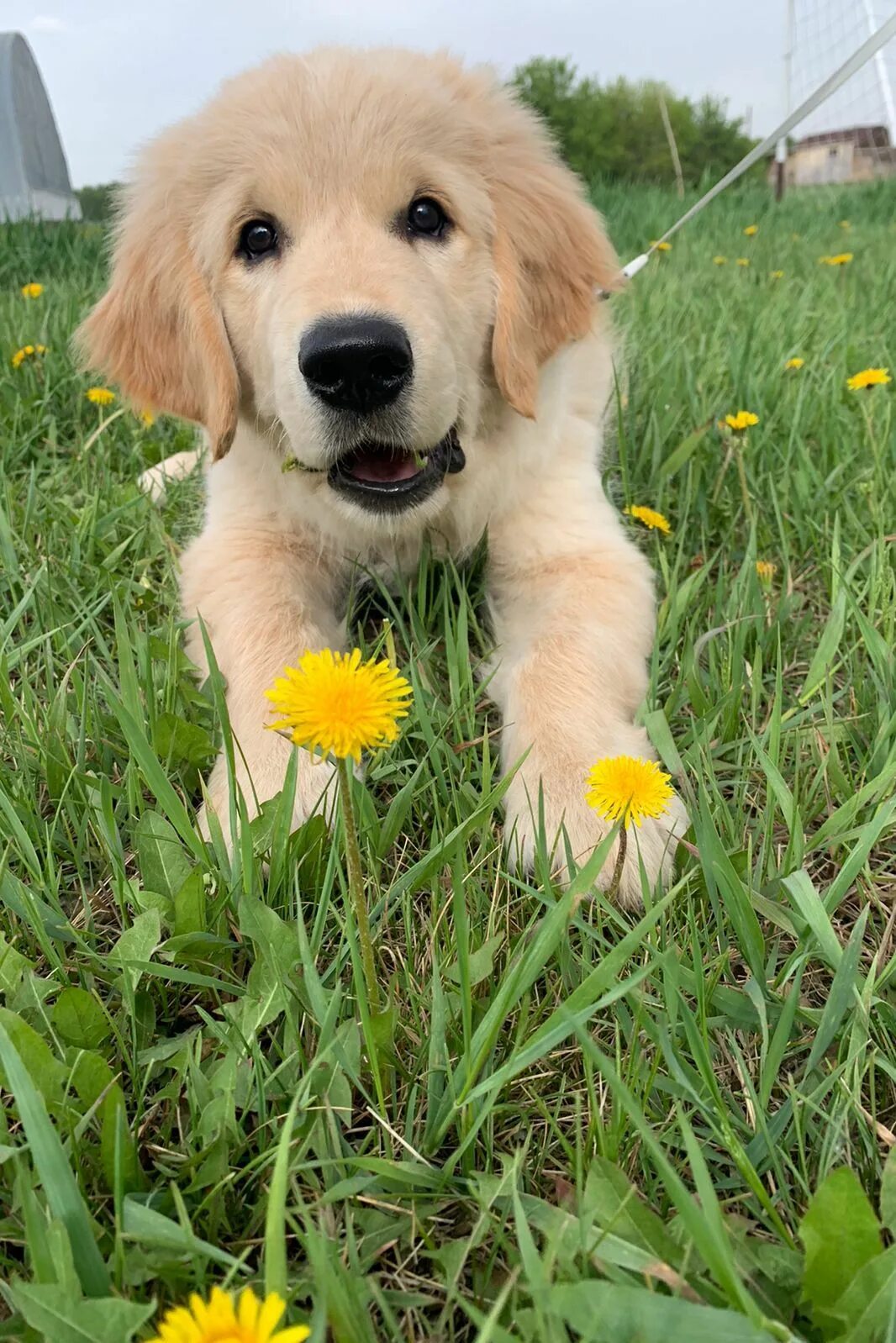 золотистый ретривер с покупками. золотистый ретривер щенки москва.