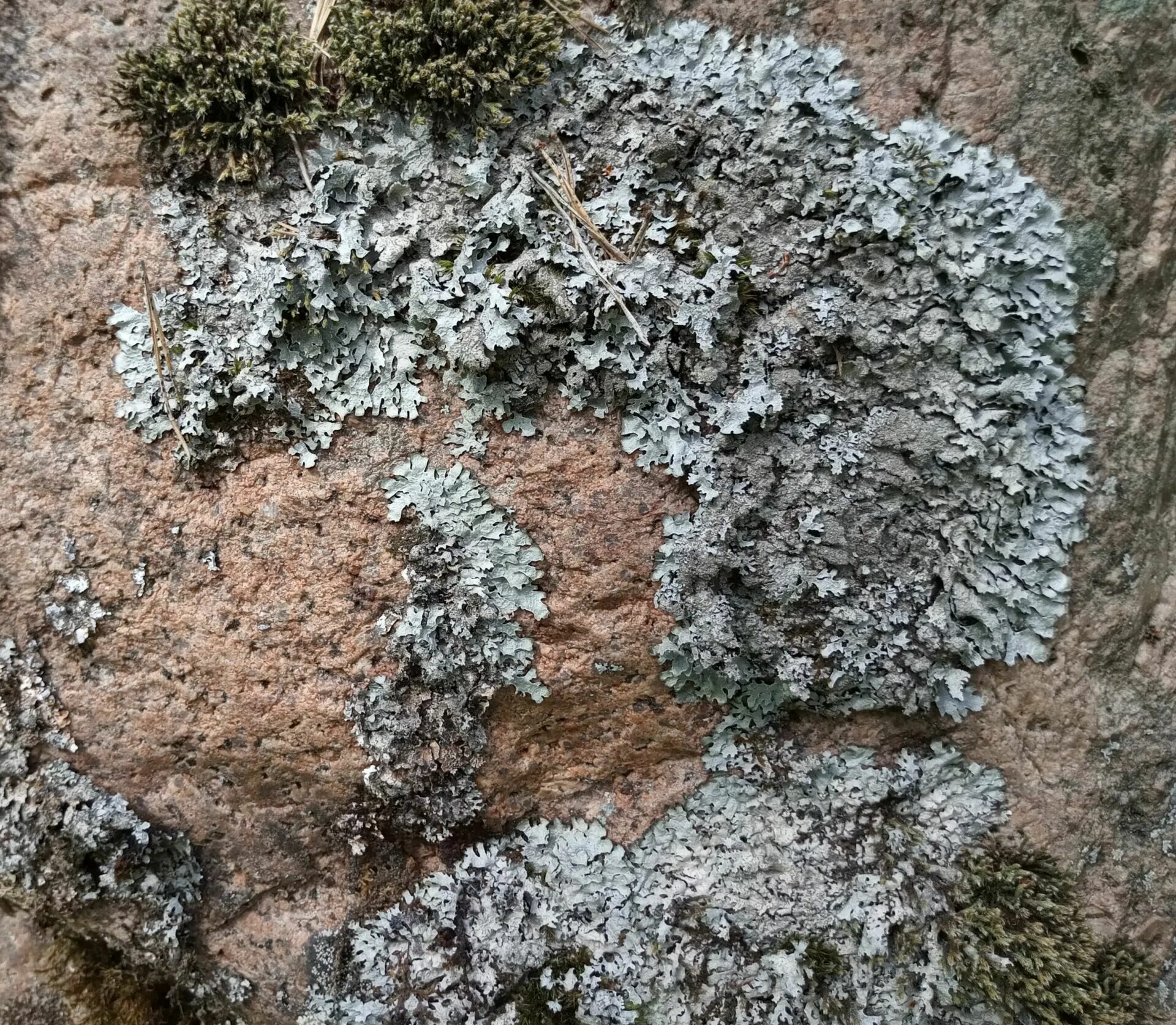 Лишайник на березе. Parmelia saxatilis. Накипные лишайники. Пармелия лишайник накипной. Пармелия Наскальная.