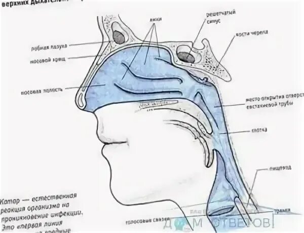 Глотание анатомия. Патология надгортанника. Таблетка может застрять в горле. Еда попала в носоглотку. Еда попала в носоглотку.