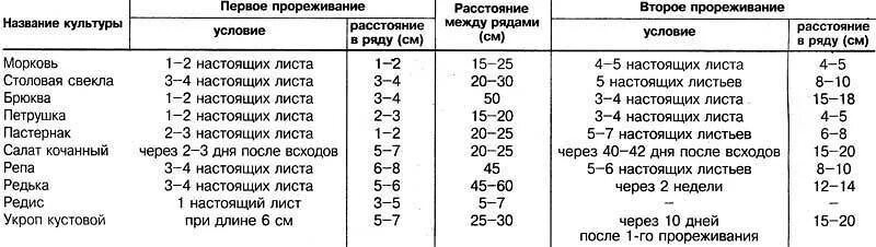 На каком расстоянии сажать семена. Морковь схема посадки в открытый грунт. Схема посадки моркови в открытом грунте. Интервал посадки моркови. Через какое расстояние сажать морковь.