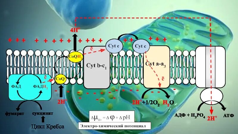 Откуда берется атф. Дыхание клетки схема. Окислительное фосфорилирование в митохондриях. Фосфорилирование АТФ. Дыхательная цепь клетки.