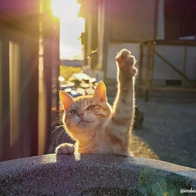Кот как солнышко сияет. Кот на солнышке. солнечный котик. котик на солнце. котики лето.