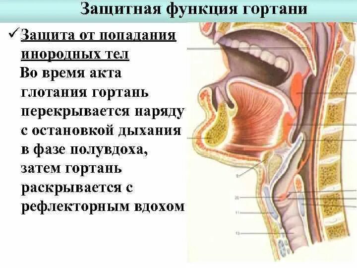 Строение гортани надгортанник. Носоглотка надгортанник. Функции гортани человека. Строение носоглотки и гортани.