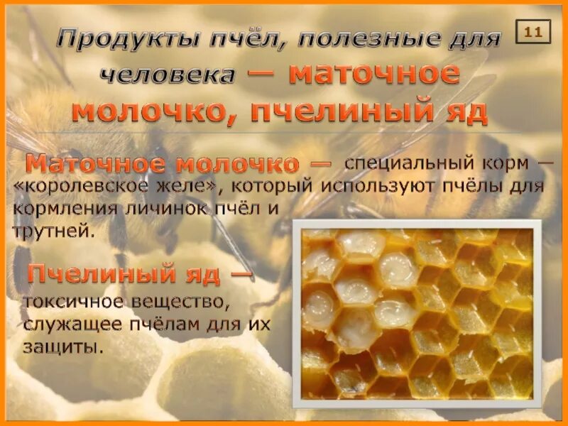 Продукты пчеловодства и их использование. Продукты пчеловодства. Полезные продукты пчеловодства. Продукты пчеловодства маточное молочко. Пчелы продукты пчеловодства.