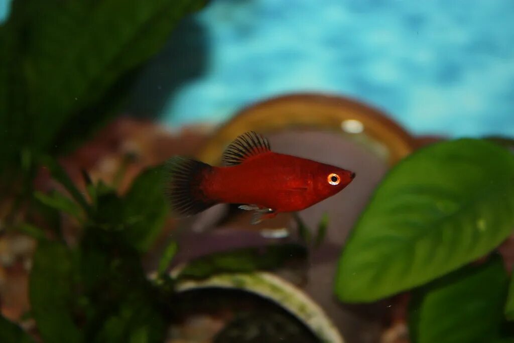 Platy