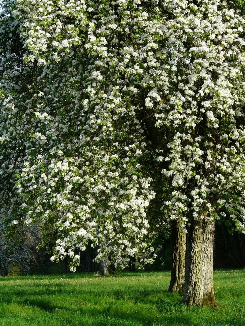 Какое дерево цветет белым. Груша иволистная. Калина дерево цветение. Дерево с белыми цветочкамицветочками. Дерквос белыми цветочками.