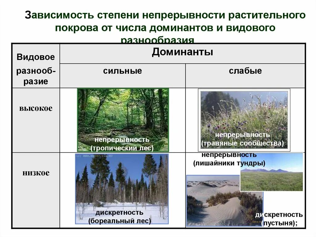 Пространственная структура экосистемы вертикальная. Дискретность растительного Покрова это. Строение растительного Покрова. Структура растительного Покрова. Как изменяется растительный покров