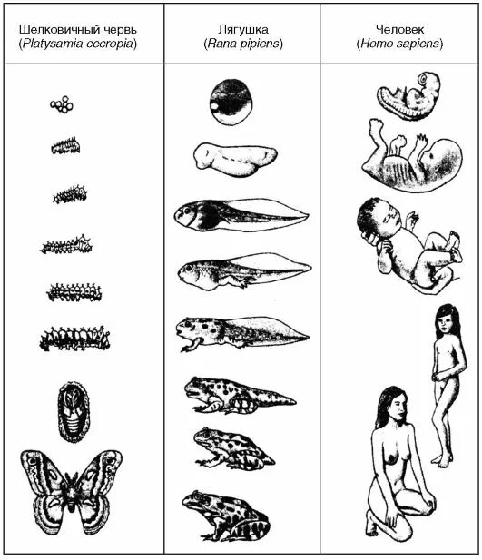 Прямое развитие человека. Типы развития организмов. Виды развития прямое Непрямое. Непрямое развитие онтогенеза.