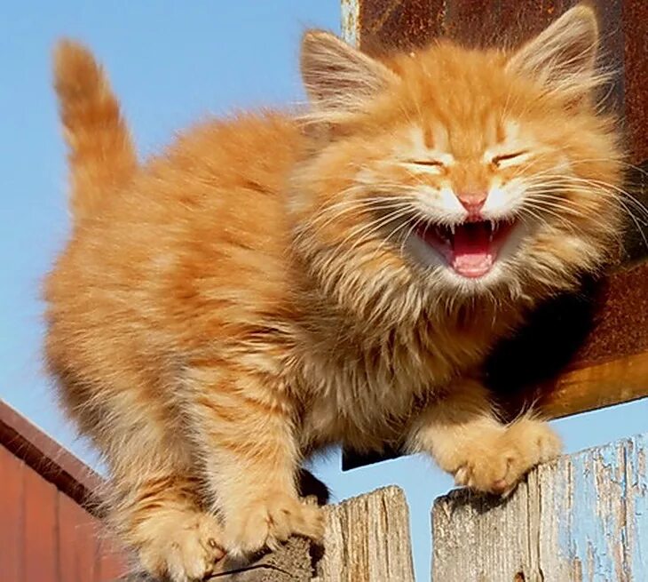 Кошка наоборот. Кот тойгер. Кошка щурит глаз. Любопытная кошка. Смешные кошки.