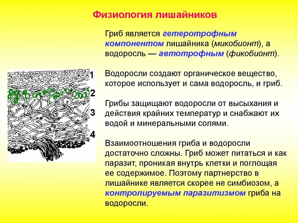 Чем отличаются лишайники от грибов. Строение лишайника микобионт. Строение гриба и лишайника. Функции микобионта в лишайнике. Особенности строения грибов и лишайников.