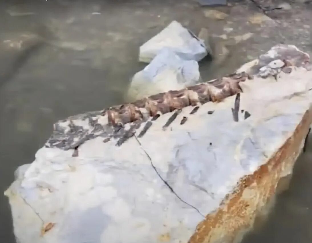 Доисторическая девушка замороженная 40 миллионов лет. Останки динозавров. Окаменелости рыб. Реальные останки динозавров. Доисторическая рыба которую недавно нашли.